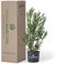 PIANTE MARCONI - Pianta vera di Nerium Oleander Vaso 24, Altezza 80-100 cm (Rosa)