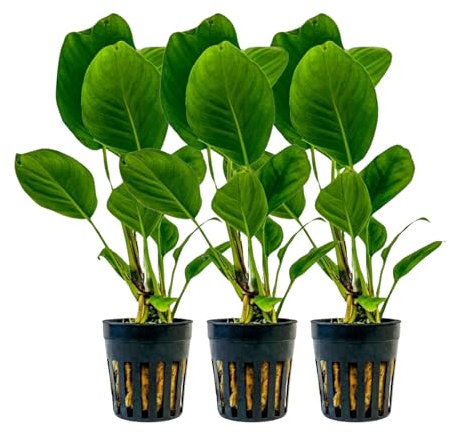 AquaOne Aquarium Pflanzen Vordergrund Aquariumpflanzen Set 3 Stück Wasserpflanze Aquarienpflanzen Set