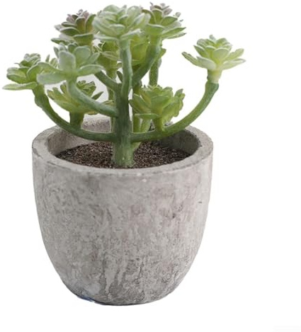 Plantes succulentes uniques en pot avec superbe panachure, décoration purifiante d'air d'intérieur à faible entretien (6)