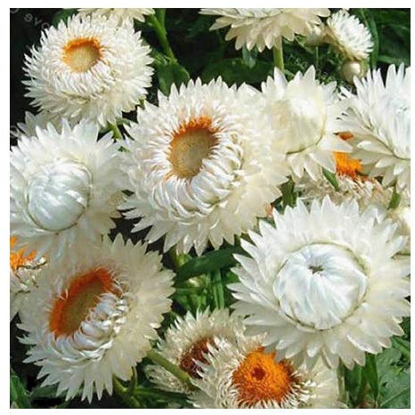 Helichrysum 'White' / Xerochrysum braceatum/Everlastings/Good Cut and Dried Flowers/Seeds