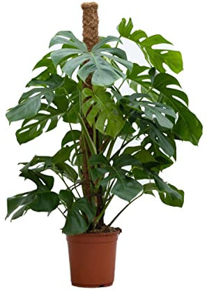 PLNTS - Monstera Deliciosa - Plante verte - Plante d'intérieur en 24 cm Pot - Hauteur 130 cm