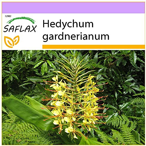 SAFLAX - Giglio dello zenzero - 10 semi - Hedychum gardnerianum