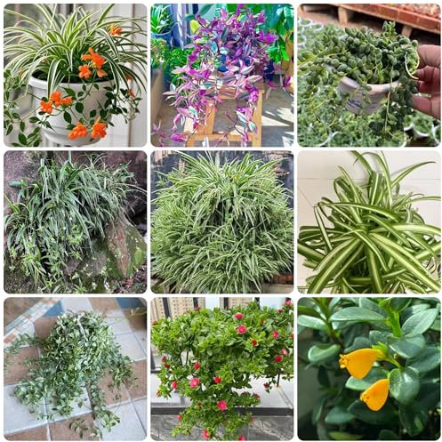 grünlilie zimmerpflanze samen - blumenstauden winterhart, blumen pflanzen für draußen winterhart balkon, winterharte pflanzen für balkon stauden winterhart mehrjährig, blumensamen 150pcs