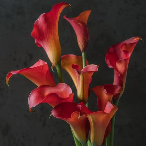 Bulbos de cala, bulbos de alcatraz, regalos de jardinero Zantedeschia aethiopica, balcón jardín decorativas Decoración planes de salón 6pcs