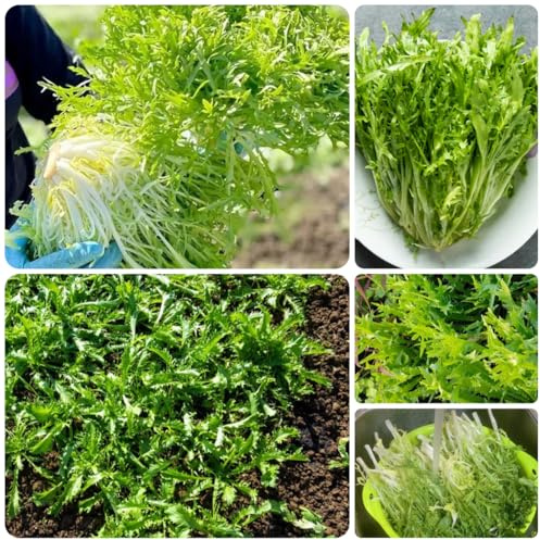 indivie semi di per da appartamento balcone Coltivazione di rampicanti decorazioni da giardino per esterni rare varietà antichi giardino perenni 500Semi