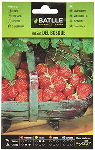 Graines aromatiques de Batlle - Fraises des bois (0,4g)