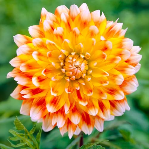 Bulbi di DALIA | Bulbi provenienti dai migliori produttori Olandesi | Esclusiva selezione e controllo qualità | Fioritura garantita dal primo anno. (2 Dalia Decorativa PEACHES AND CREAM)