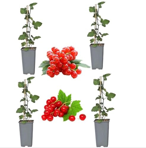 4pcs Red Lakes Currant Plant Redcurrant Fruits Bush Ornamental Shrub Sweer Berry Tree 6-12 Inch Tall, No Ship NC,WV,NH,SC,ME