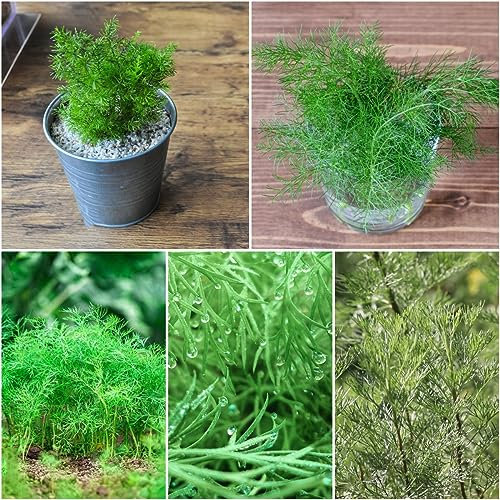 500 pcs colakraut pflanze samen - kräuter samen plants,Artemisia abrotanum,cola kraut kräuter pflanzen balkonpflanzen winterhart wildkräuter samen pflanztöpfe kräutersamen