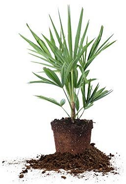 Windmill Palm 1 Gallon