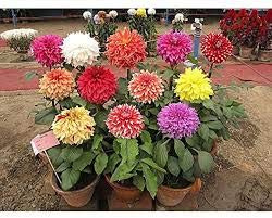 25 piezas de dalia rara Gigante Fiore Bianco Dalia Bonsai dei semi di Fiore Splendido Balcón Pianta en Vaso Per la casa Giardino 6
