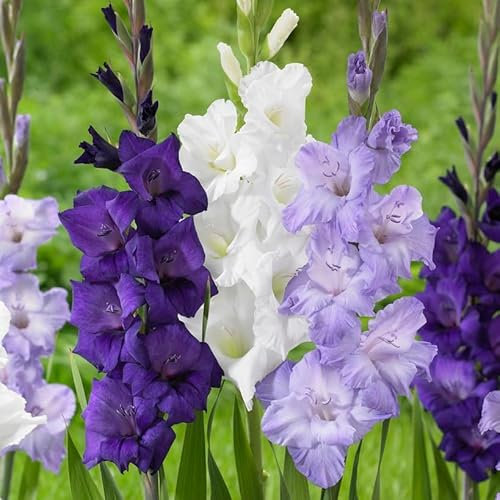 Gladiolen Lila & Blau & Weiß Kollektion, 20 Zwiebeln aus Holland, Mischung aus drei Sorten, echte große Gladiolenpflanzen für Garten und Töpfe (keine Samen, nicht künstlich und winterhart)