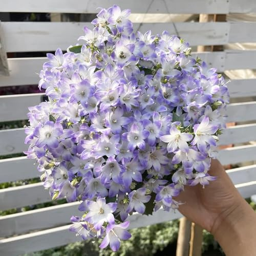 Semillas de campanilla - Campanula Medium,de jardín,decoración de sala de estar.350pcs