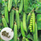 Benoon Semillas De Guisantes, 100Pcs / Bolsa Semillas De Guisantes Plantas Verdes Nutritivas Y Prolíficas Al Aire Libre Plántulas De Hortalizas Para La Granja Semillas de guisantes