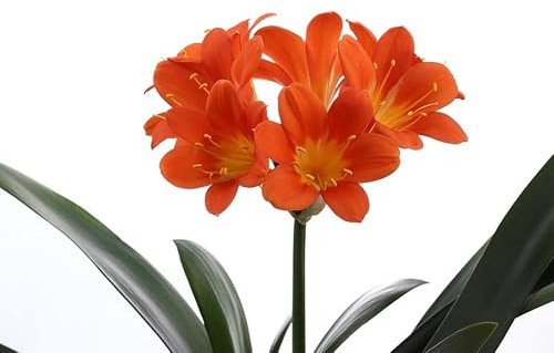 Clivia Natural Planta de Flores Naranjas y Cultivo Exterior