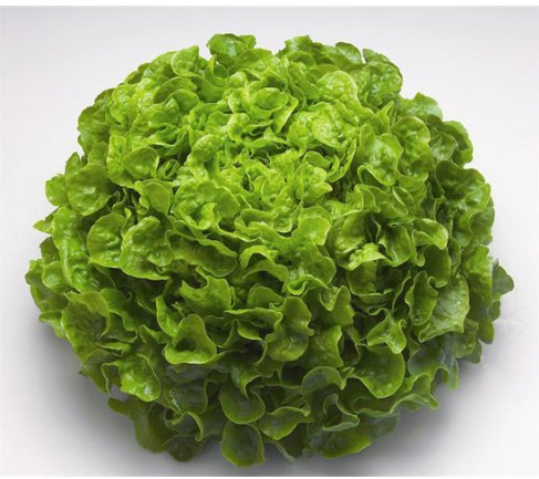 Pflücksalat Eichblatt Bio-Hardy Samen