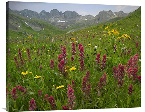Global Gallery Budget GCS-396377-2835-142 Tim Fitzharris Indian Paintbrush Meadow at American Basin Colorado Gallery Wrap Giclee on Canvas Print Wall Art