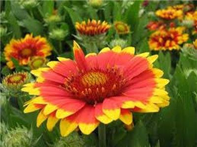 Arizona Sun Kokardenblume, 200 Samen Bio, Schöne helle große Schnittblume