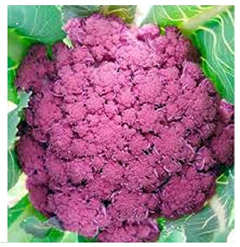 10 graines chou fleur violet de sicile RARE certifiées cuisine potager