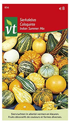 Coloquinte Indian Summer Mix Graines - Plante grimpante où couvre-sol