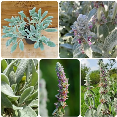 Semillas de milenrama lanosa, raras Stachys bizantina, de balcón de jardín silvestres 100pcs