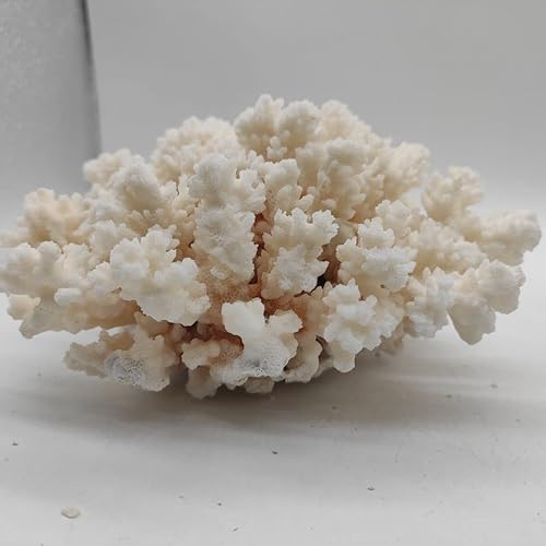 1st Naturlig vit korallkluster Kristallsakvarium Landskapsarkitekturdekoration Decorationum Reef Exemplar Heminredning Present (Size : 180-240g)