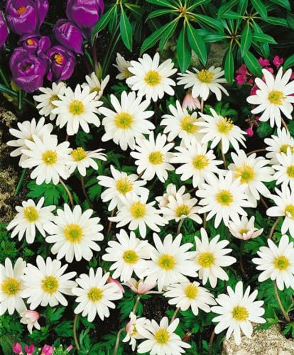 Anemone rivularis 9x9 cm Topf – Winterhart, Mehrjährig, Pflegeleicht – Fluss-Anemone – Staude für Beet & Teichrand