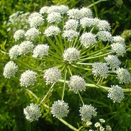 Saterkali Wilde Karottensamen, 500 Stück Wilde Karottensamen, essbar, nahrhaft, produktiv, gentechnikfrei, für den Außenbereich, Garten, Hof, Gemüse, Samen, Gartenbedarf Saatgut