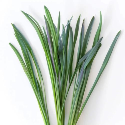 250 Graines de Ciboulette à Feuilles Larges
