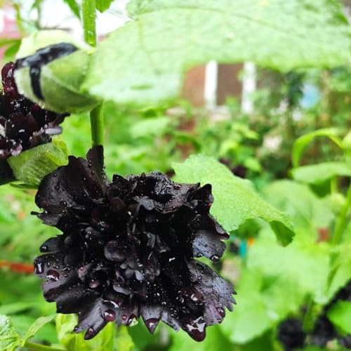 semillas de malva real - malvas reales Decoraciones jardines exteriores malva loca semillas de silvestres sombra tapizantes 700semillas