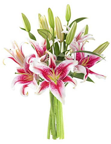 KaBloom - Sailor's Sunset Bouquet of 5 Fresh Pink Lilies Without Vase - Fresh Flowers for Birthday, Valentine's & Mother's Day