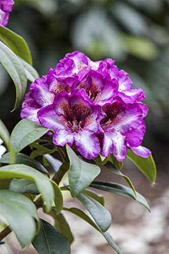 Rhododendron Hybride 'Hans Hachmann' 30-40 cm – Winterhart, Immergrün, Pflegeleicht – Rhododendron – Zierstrauch für Garten & Kübel