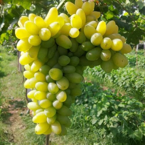 200 Graines de Raisin Violet Allongé – Variété Sucrée, Facile à Planter, Idéales pour Treillage & Vinification (Turquoise)