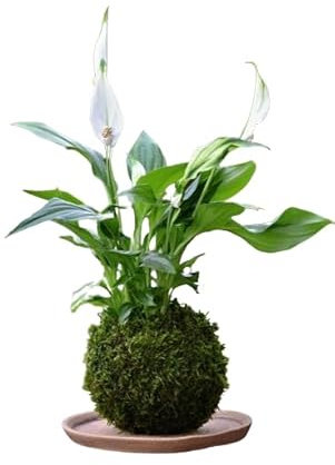 DECOALIVE |Espatifilo |Kokedama Bola Musgo | Flor Natural de Interior