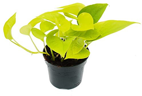 exotenherz - Lierre jaune-vert – Epipremnum Golden Pothos – Scindapsus – Pot de 12 cm – Plante d'intérieur