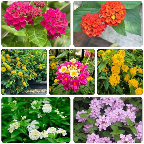 lantana - semillas de silvestres perennes resistentes de primavera semillas perennes reverdecimiento tejados jardín bonsái interior comprar decoraciones 150pcs