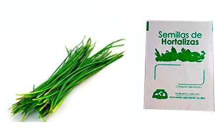Semillas de Cebollino para Sembrar en Casa Allium Schoenoprasum