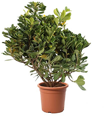 KENTIS - Pittosporum Tobira - Plantes de Haie - Plantes Vraies d'Extérieur - H 40-50 cm Pot de Ø 18 cm