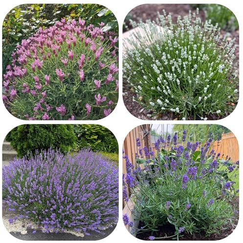 semi resistenti di lavanda - vecchie varietà decorative perenni giardino balconi biologici interno 400pcs