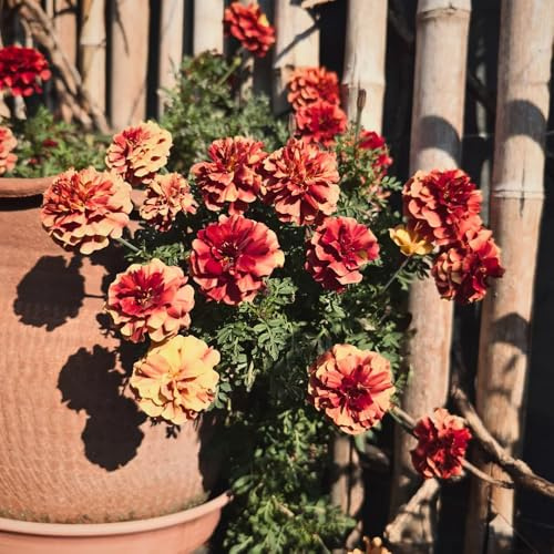 Semi di tagete - balcone resistenti decorazione rara 50pcs