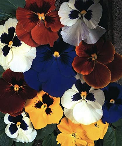 Fresh Seeds Lot de 50 graines de pensées de fleurs d'hiver géantes de juin à janvier