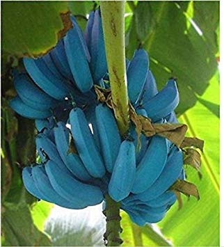 Germinazione I Semi: Banana Semi 100 Pezzi Plátano Azul Deliziosa Frutta RARA Musa Blu Java