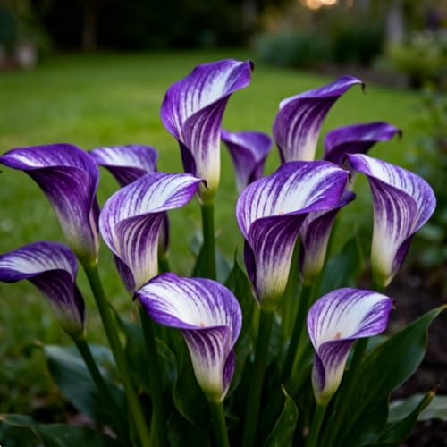 Calla Lily, Rizomi Calla Resistenti, Rizomi Perenni Giardino, Piantagioni Calla Lily Rari Giardino Elegante Esposizione-f-2 rizomi