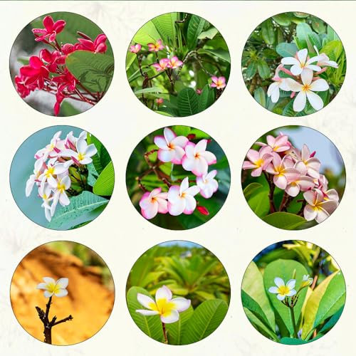 75 pcs frangipani pflanze samen zimmerpflanzen wenig lichtbedarf Plumeria rubra, plants garten geschenke für frauen bonsai topf deko pflanze büropflanzen kräutergarten geschenk winterharte