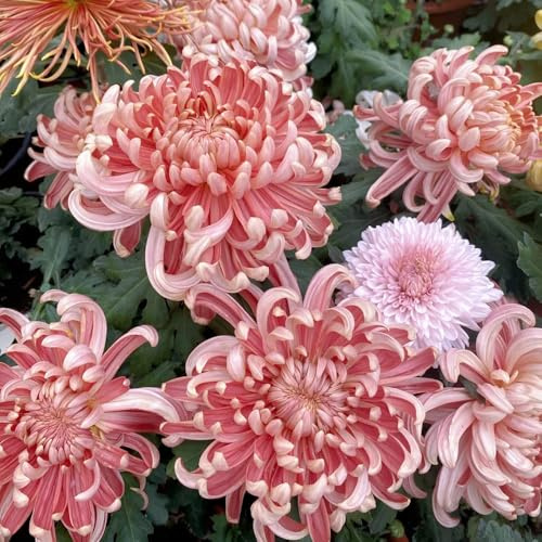 semi di crisantemo, decorativi tappezzanti resistenti all'esterno balcone giardino in aiuola rialzata 300pcs