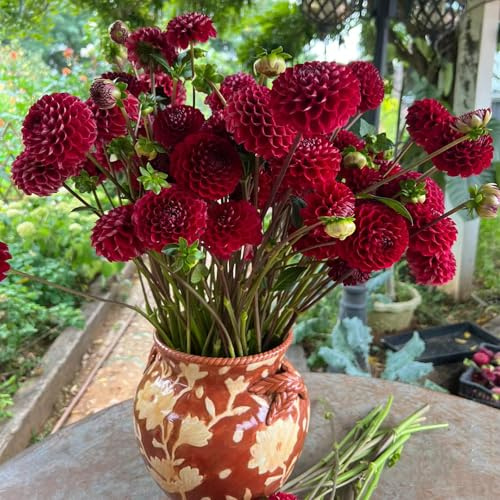 tubérculos de dalia resistentes - jardin perennes interior exóticas 4pcs