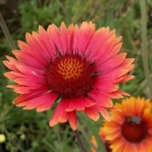 30+ Gaillardia Aristata Tokajar/Graines de fleurs vivaces: Graines