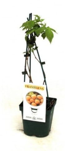 Planta natural Frambuesa Amarilla, 20-30 cm. Frutos del Bosque. Rubus idaeus Golden. Planta perenne que produce frambuesas dulces y amarillas, ideales para postres y mermeladas. Segura Garden.