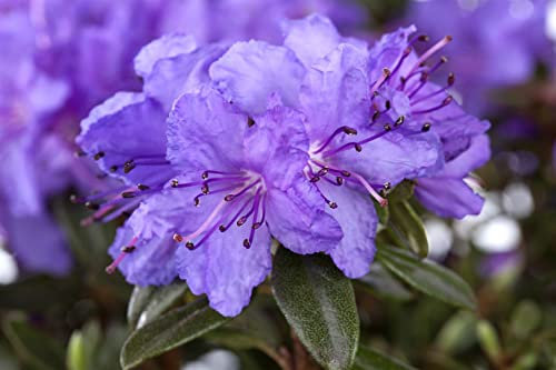 Rhododendron impeditum 'Luisella' 20-25 cm - Zwerg-Rhododendron, violette Blüten, Blütezeit April-Mai, ideal für Kübel, winterhart, pflegeleicht