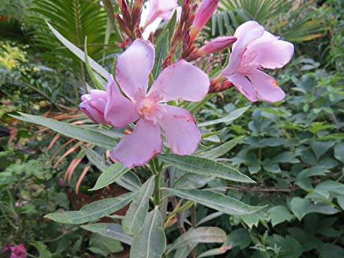 Portal Cool Nerium Oleander 'Barcellona' Rarità 20 Semi freschi